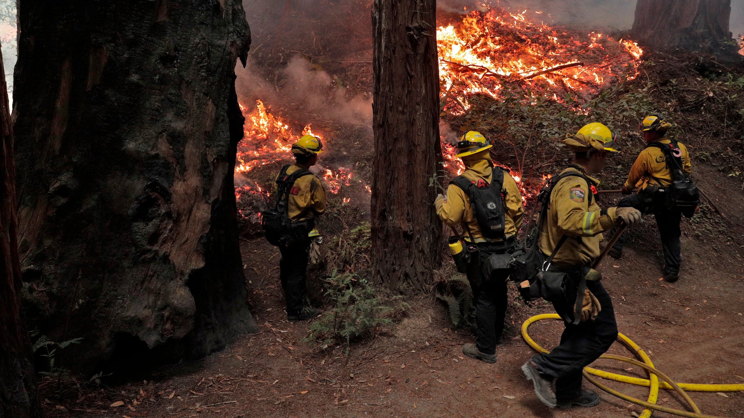 Calfire firefighters monitor a backfire as they worked the Walbridge fire in Armstrong Redwoods State Reserve protecting the heritage trees in Guerneville, Calif., on Tuesday, August 25, 2020. The fire is one of many lightning-triggered wildland fires raging in California. 