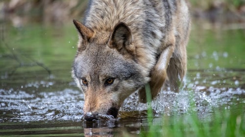 A wolf drinks from a pool of water.