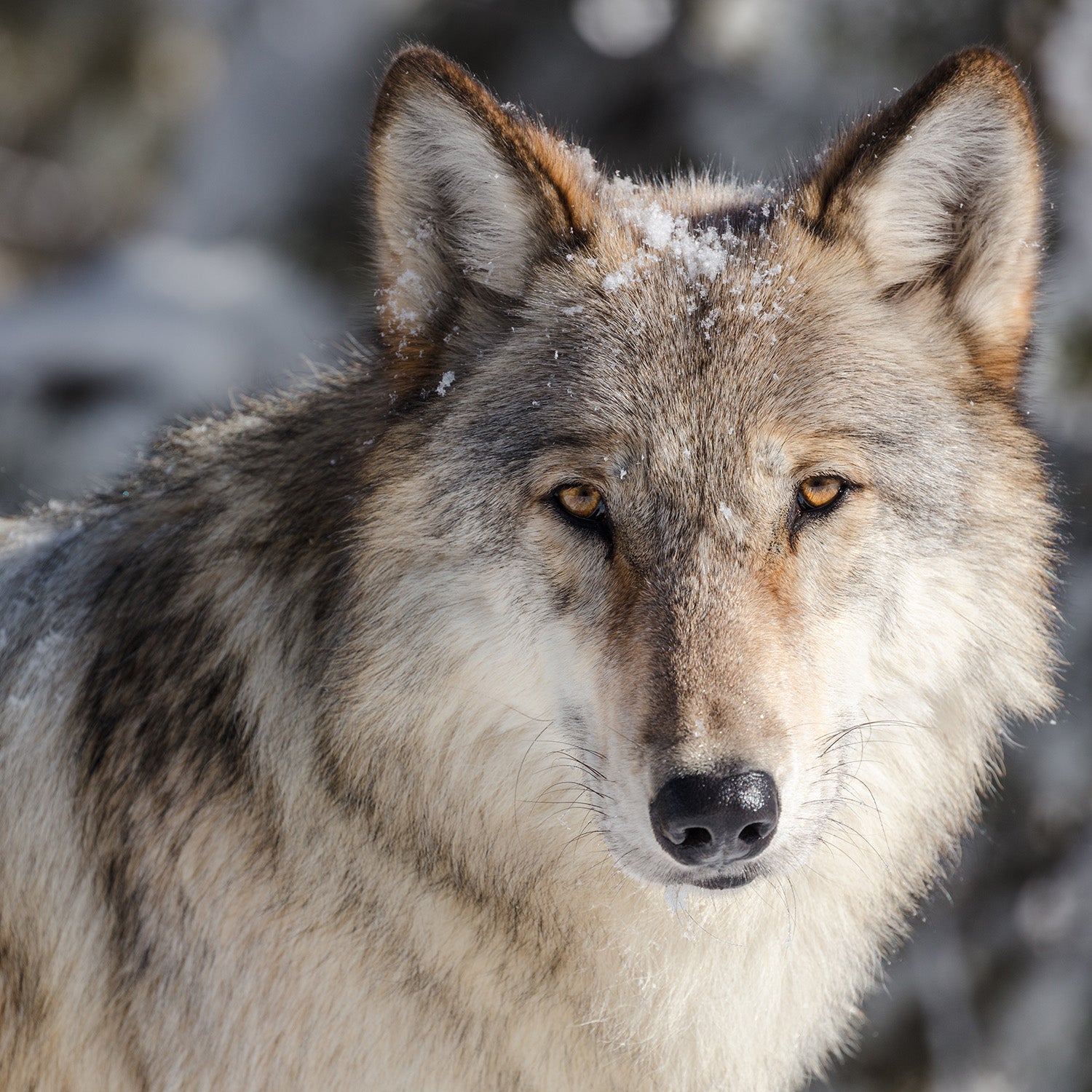 How Colorado Plans To Make Wolf Reintroduction A Success