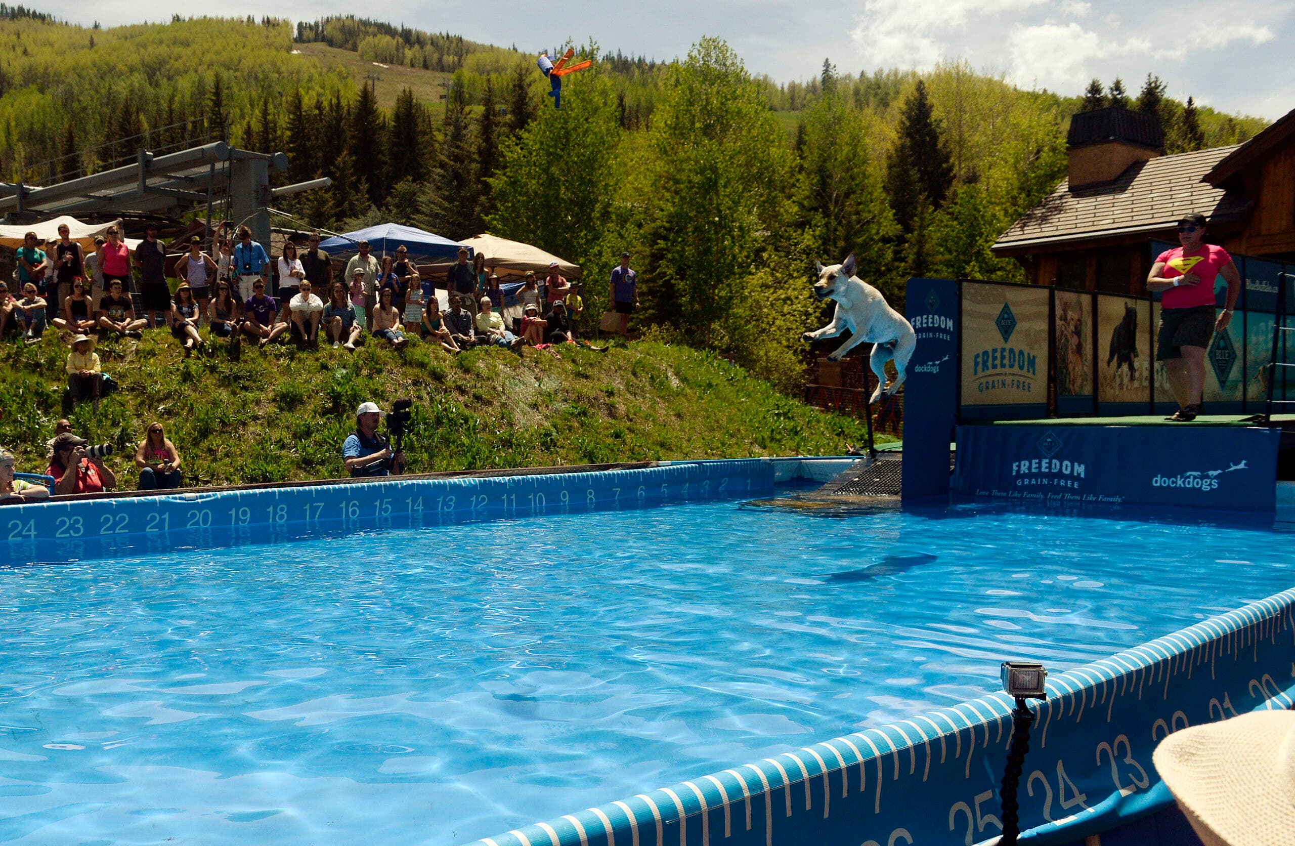 dog jumping over pool