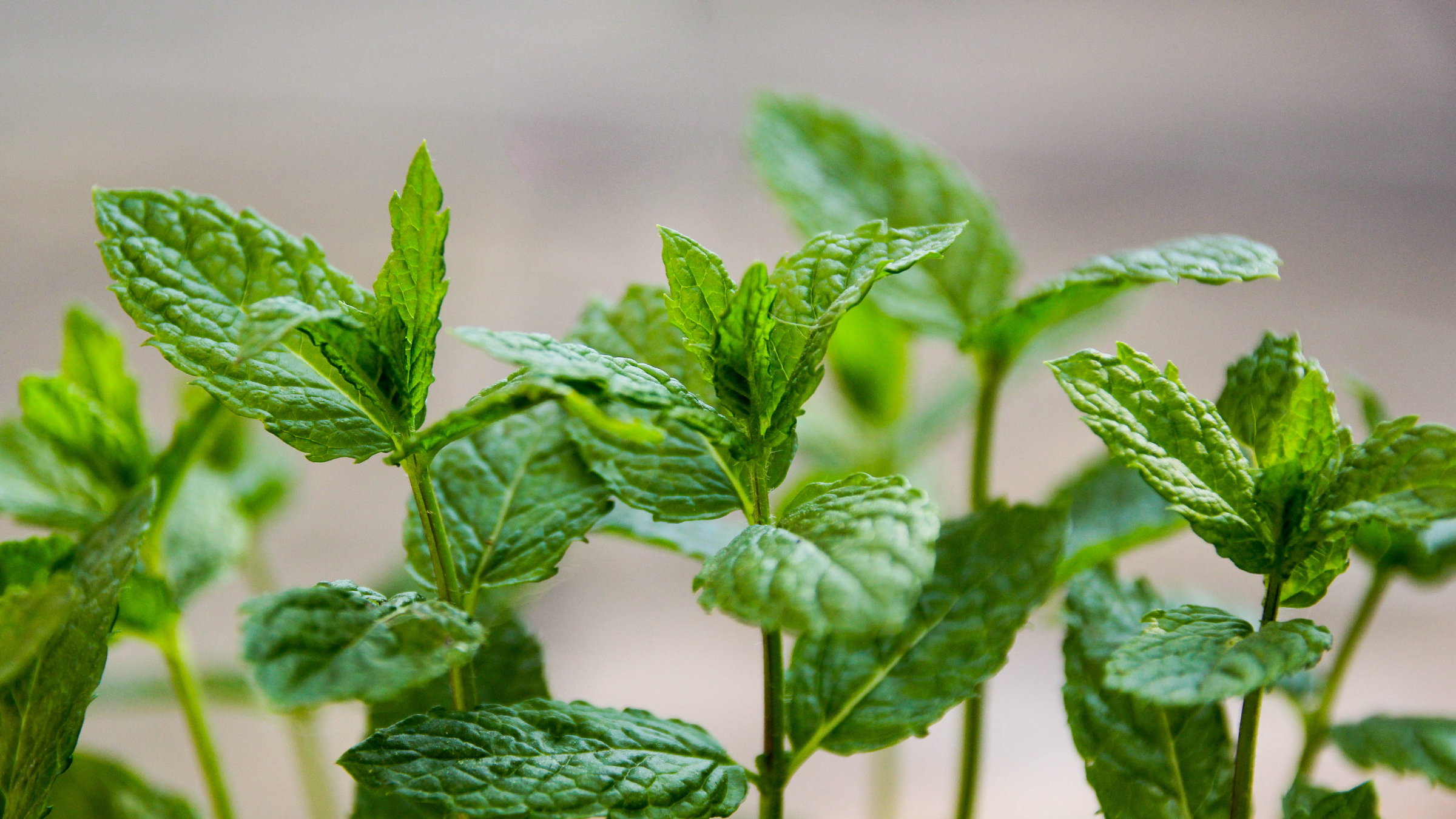Why We’re so Obsessed with Peppermint - Outside Online