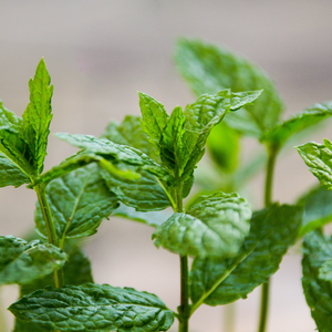 Peppermint