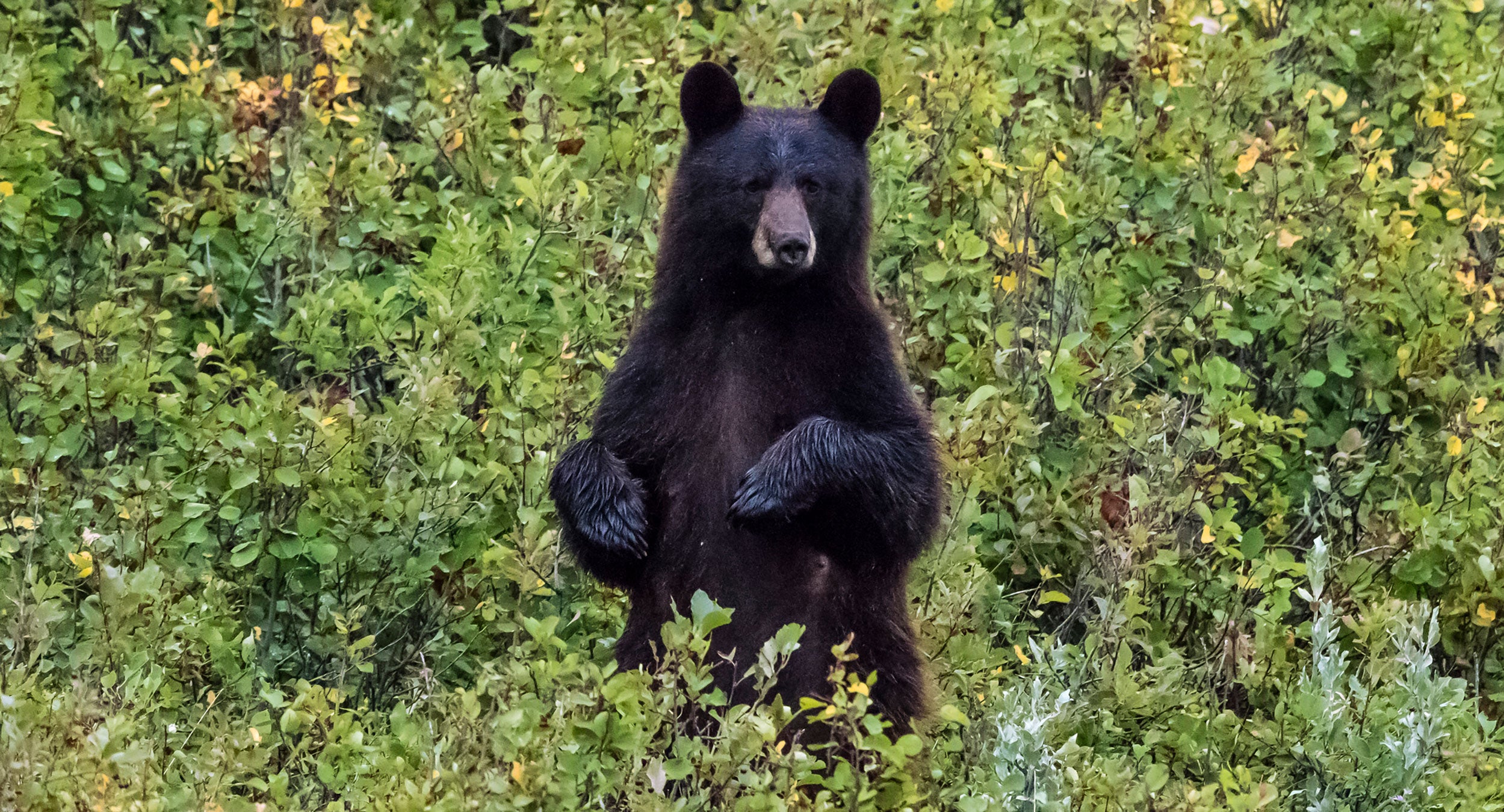 Black Bears - It's here! 🎉 Towerlands 1.15 is now