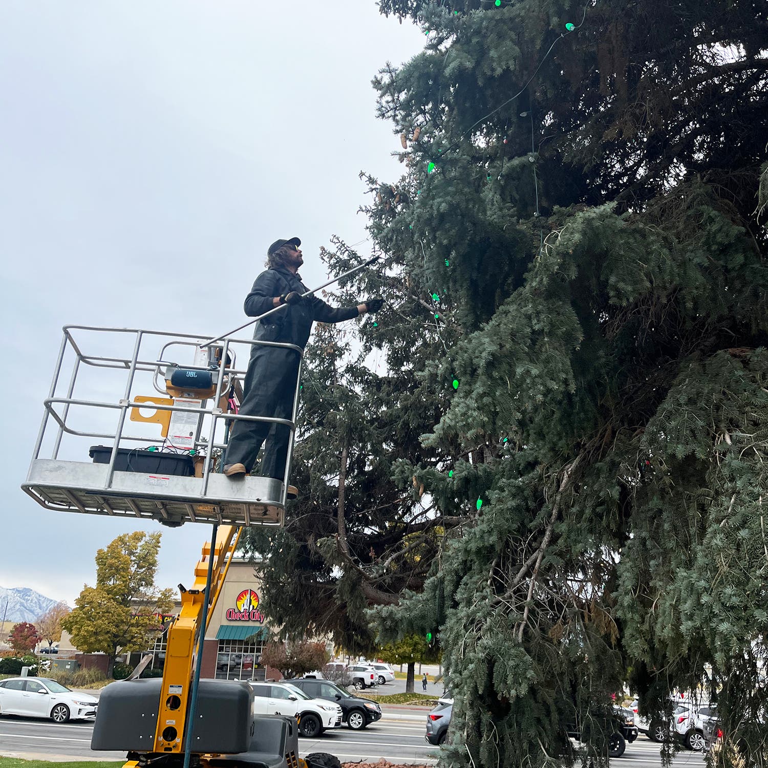 Irvin hangs strands in a large pine tree with some assistance from a mechanical lift and pole hook.