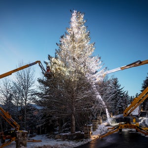 Two installers both with the first name Grey double teaming a massive 60' spruce tree in the Park City, UT.