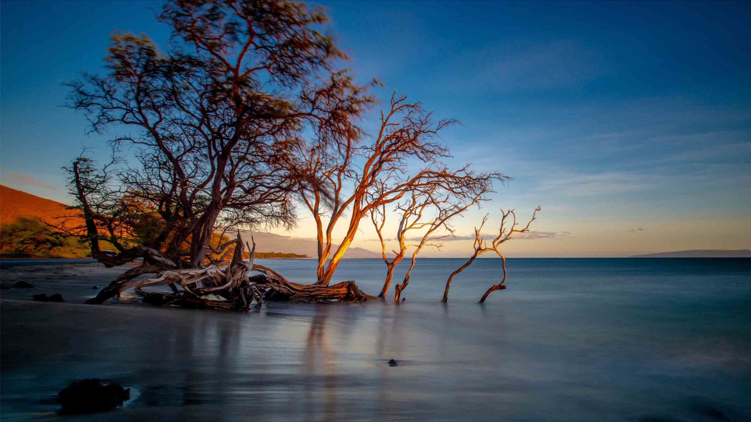 Trees rising up from the sand and water on Maui