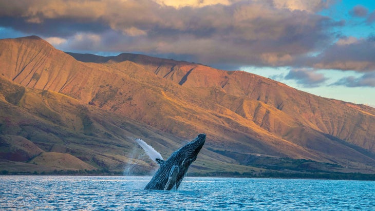 A whale breaches out of the Pacific, with the golden mountains of Maui in the background