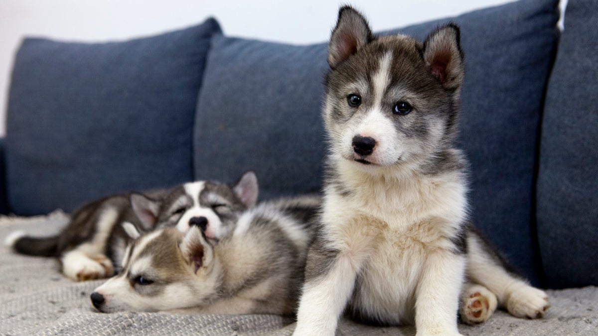 You Can Hang Out with Huskies at This Café in the World’s Northernmost Town