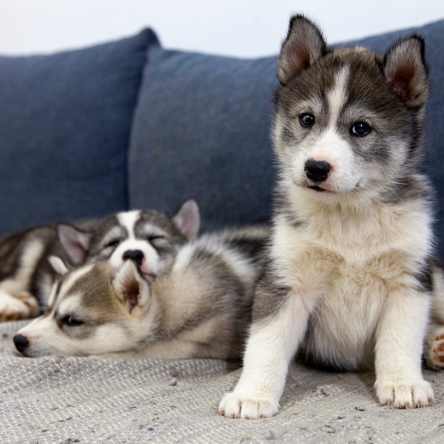 You Can Hang Out with Huskies at This Café in the World’s Northernmost Town