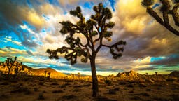 Joshua Trees Are Officially Protected in California