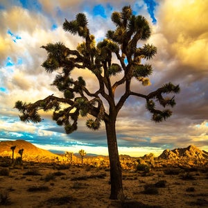 Joshua Tree