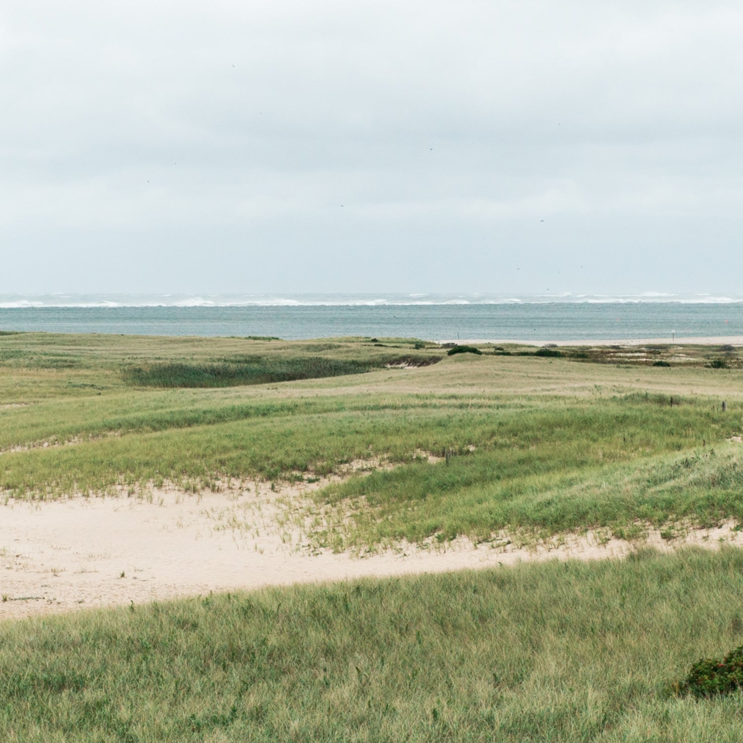 Dunes with grass and ocean