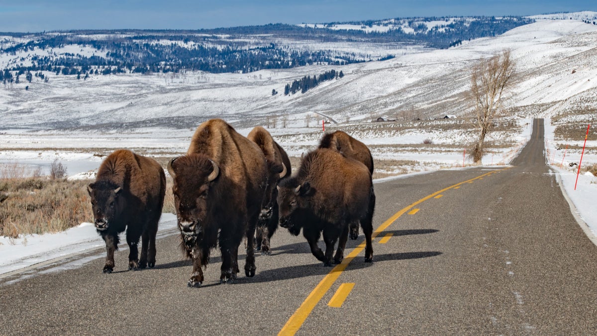 A Semitruck Slammed into a Herd of Bison near Yellowstone National Park