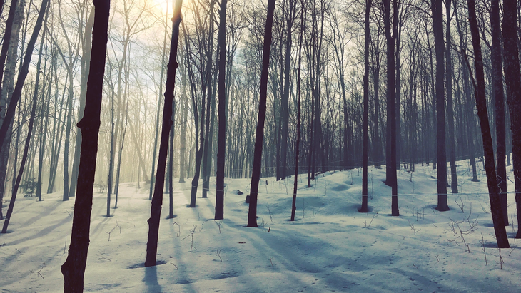 Bourdon Maple Farm