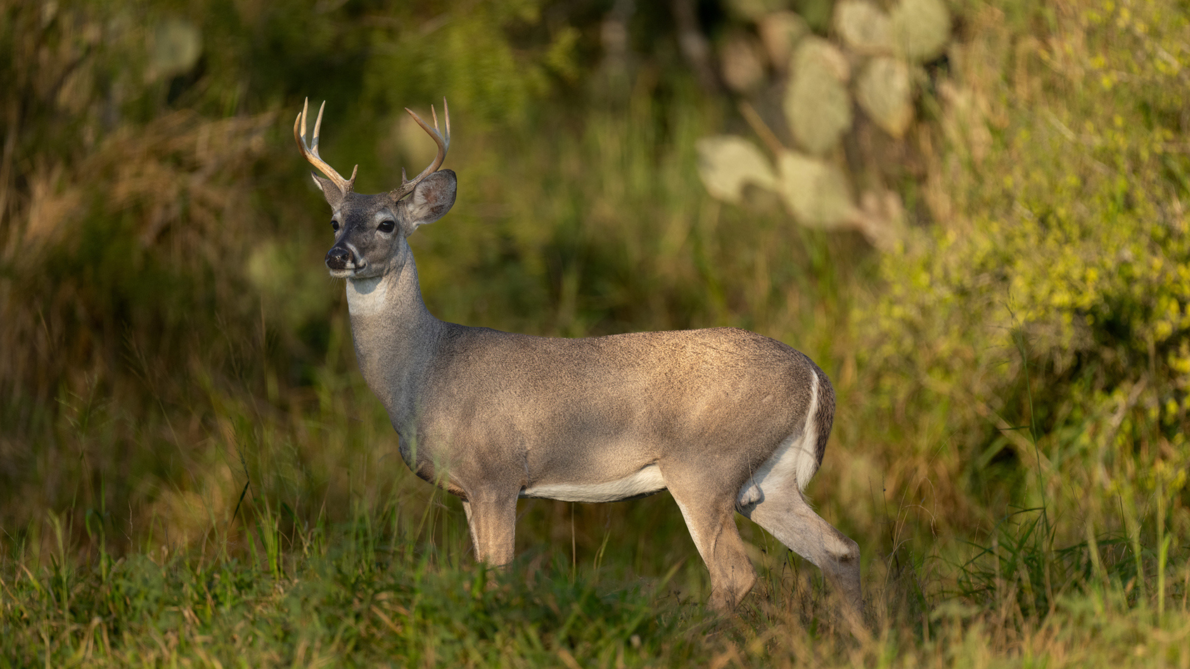 CWD deer or this restaurant???