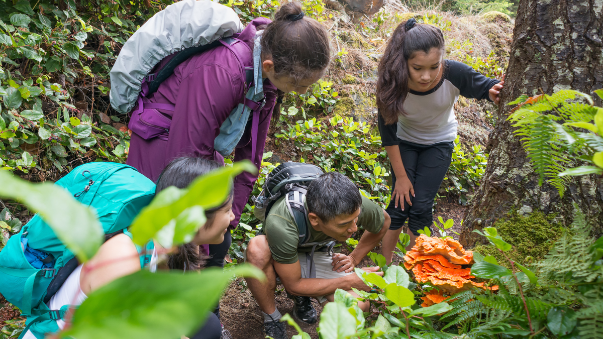 Take a Taste of the Wild Side with These Foraged-Food ϳԹs