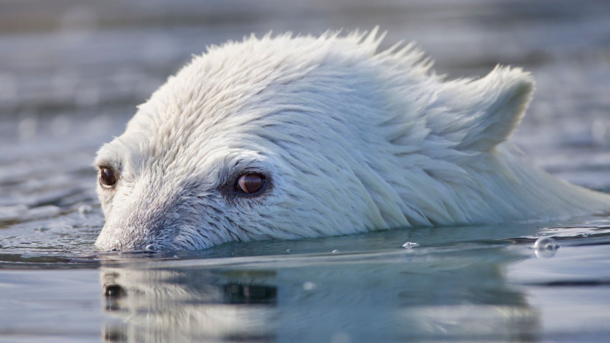 a-polar-bear-attacked-and-killed-two-people-in-northwestern-alaska