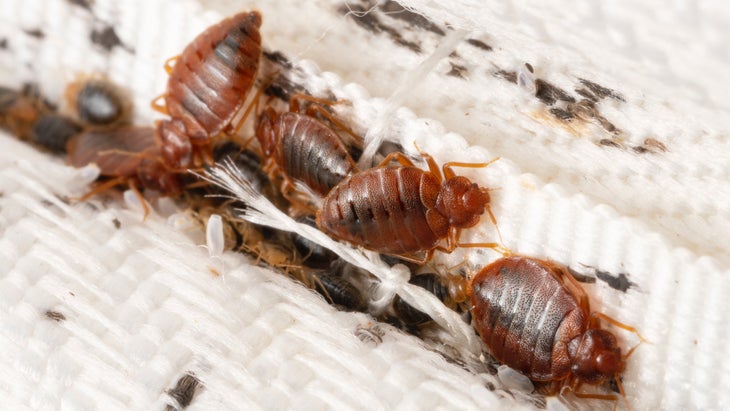 Bedbugs like to hide out in bed frames, seams of mattresses, and the cracks of walls and floorboards.