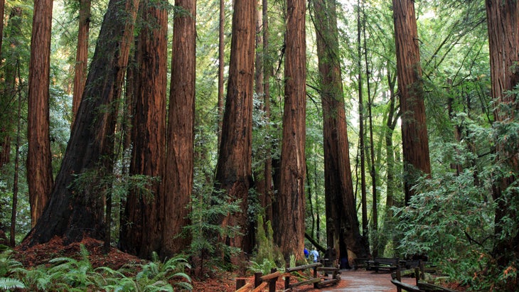 muir woods hike