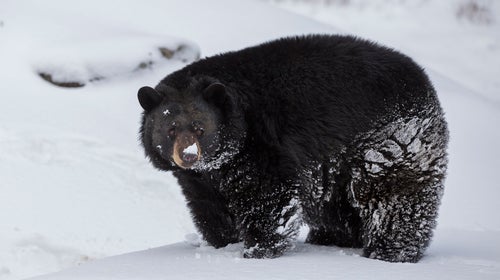 A Bear Was Stuck in the Snow. Locals Tried to Feed It Pop Tarts.