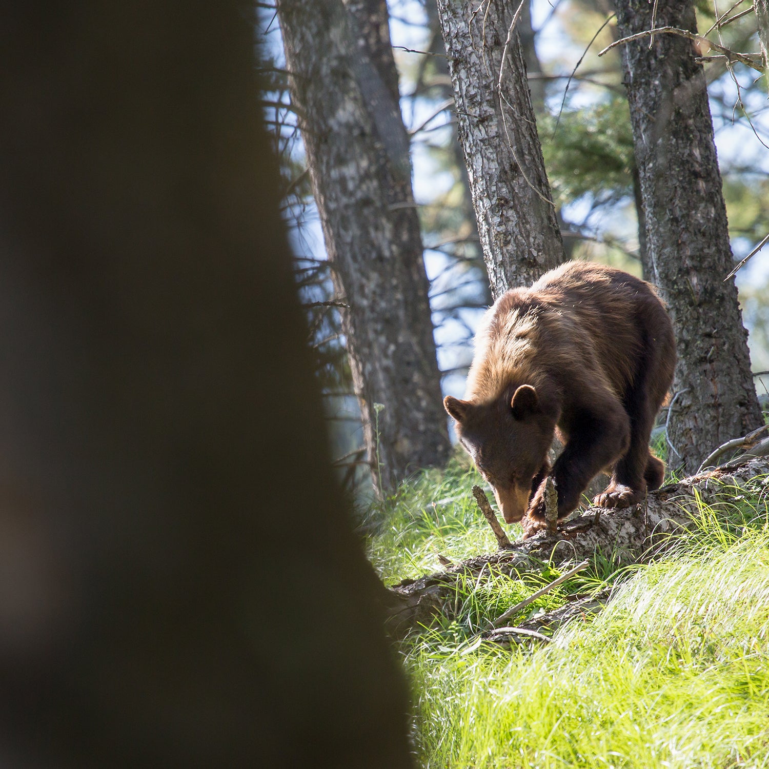 The 10 Most Convincing Bigfoot Sightings