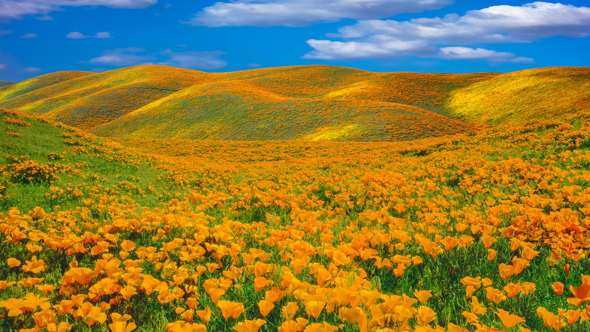 The poppies are back in California. 