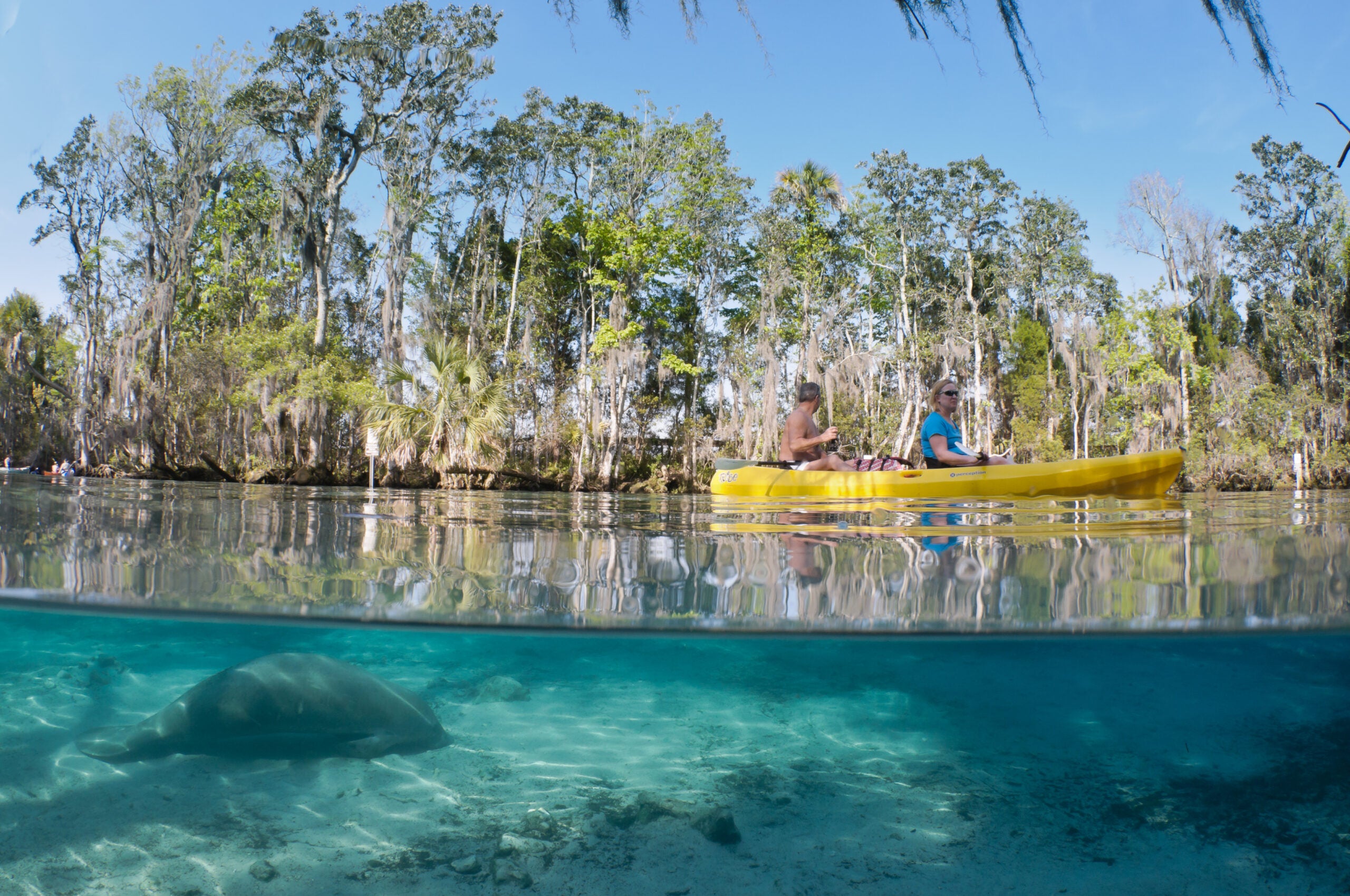 How to Visit Three Sisters Springs Crystal River, Florida