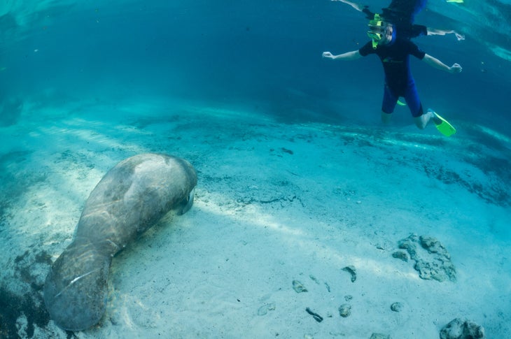 Swim with Manatees at the Crystal River National Wildlife Refuge.