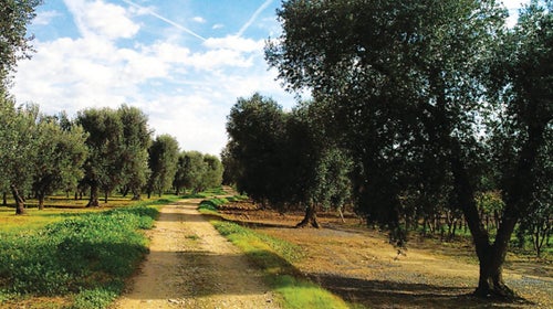 Olive groves in Puglian countryside