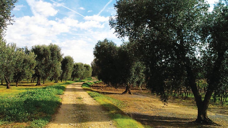 Puglian countryside