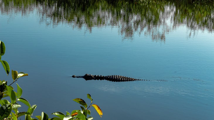 alligator in Everglades