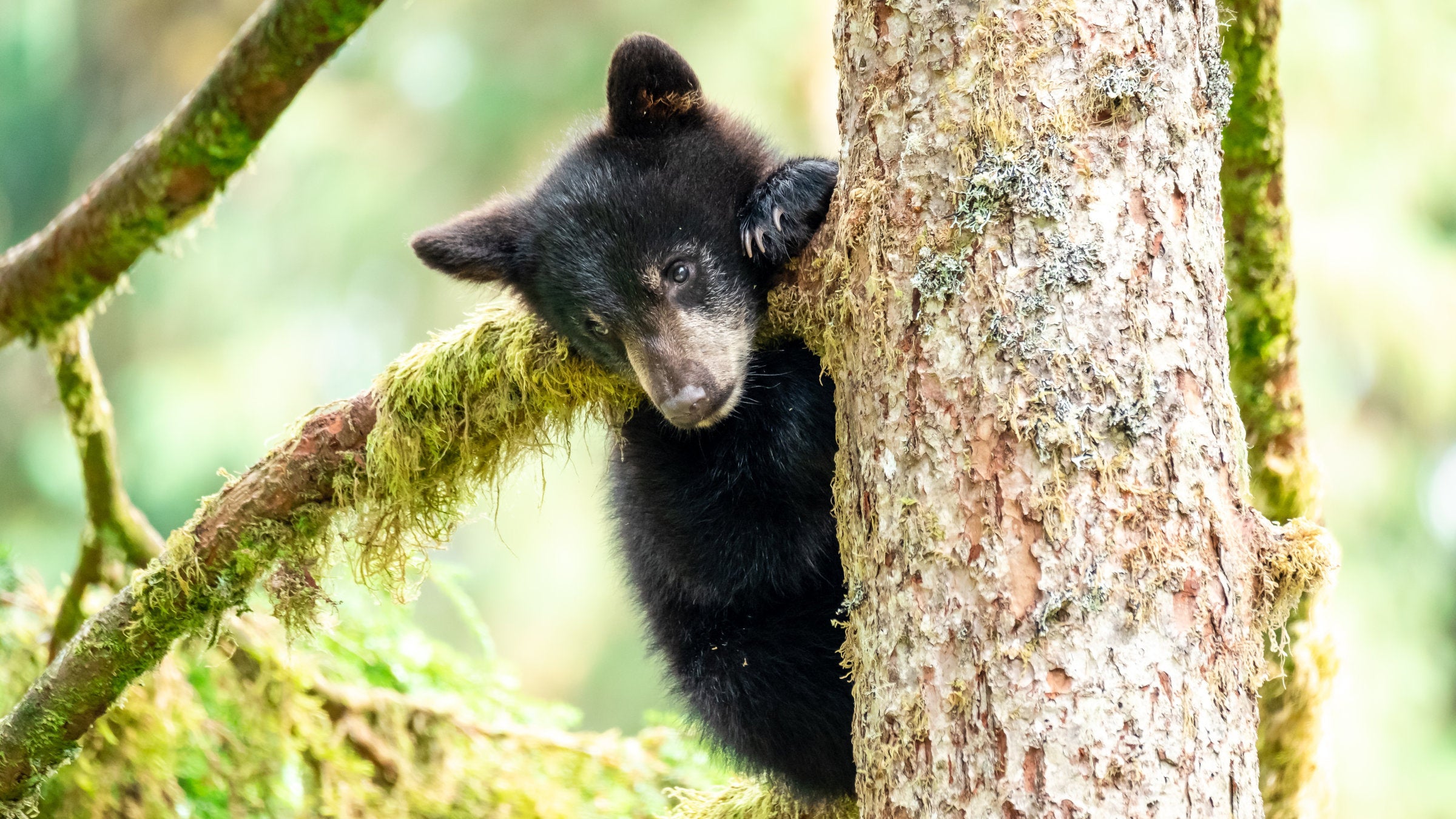 Bear cub in a tree
