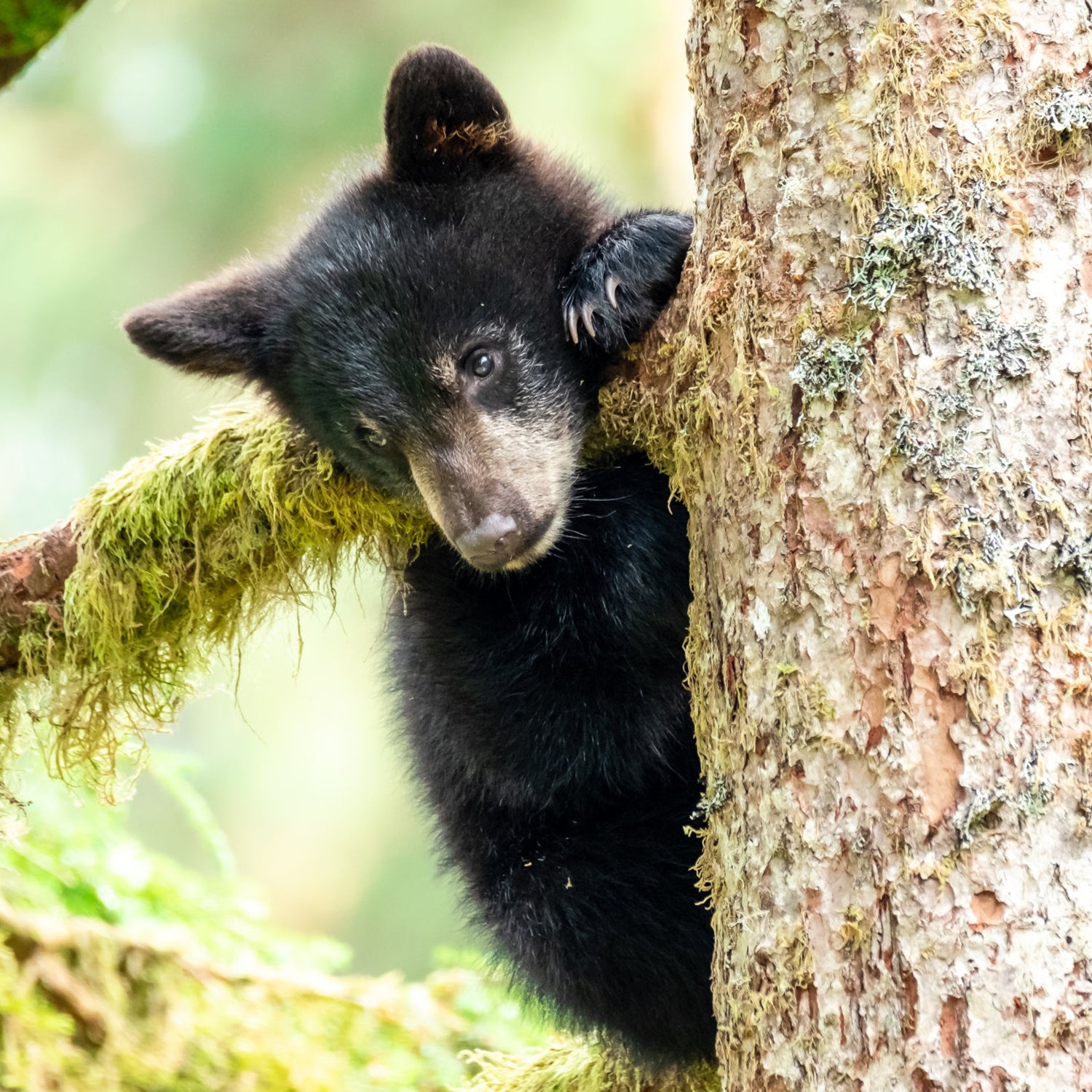 Bear cub in a tree