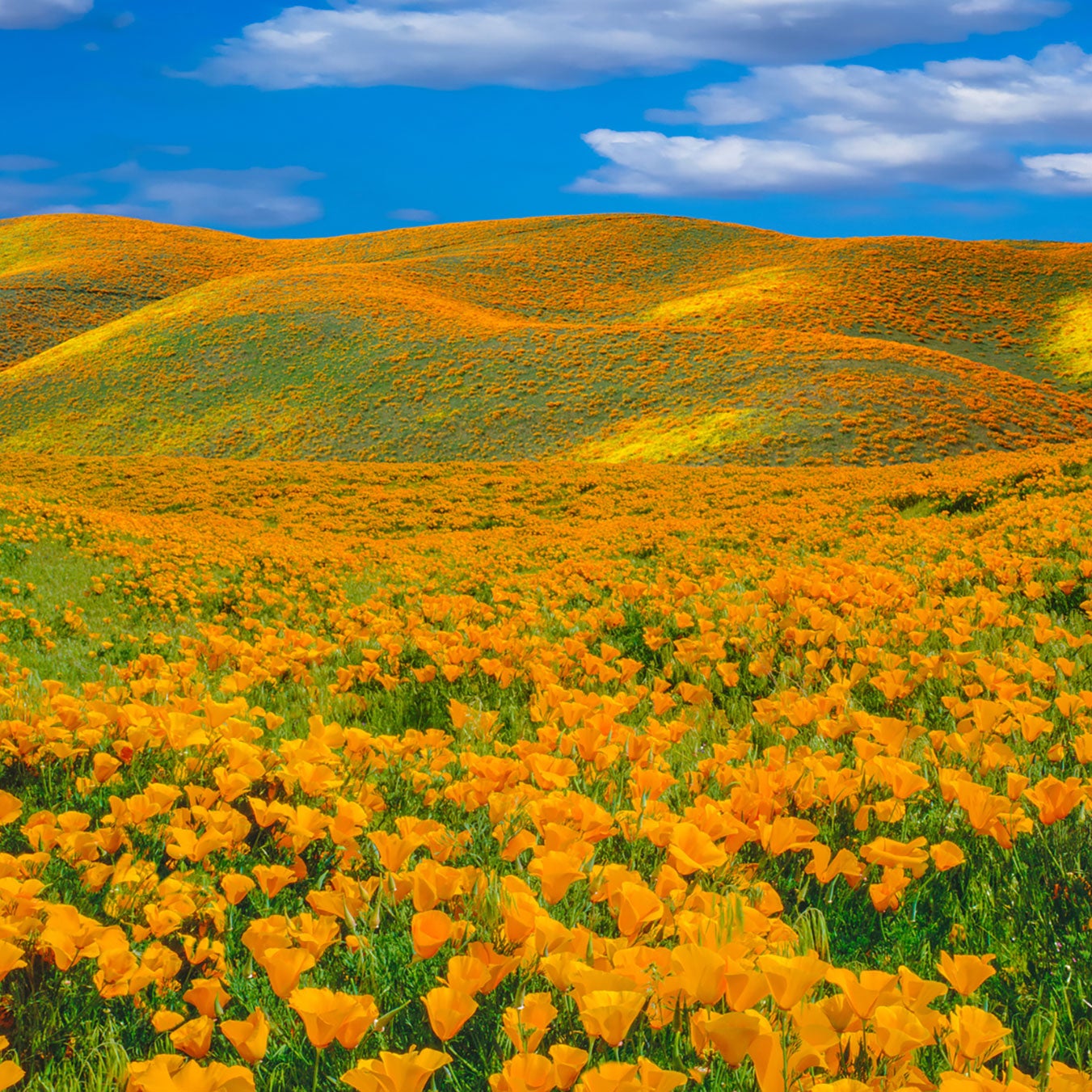 The Super Bloom Is Returning to California. One City Has a Plan to Curb ...