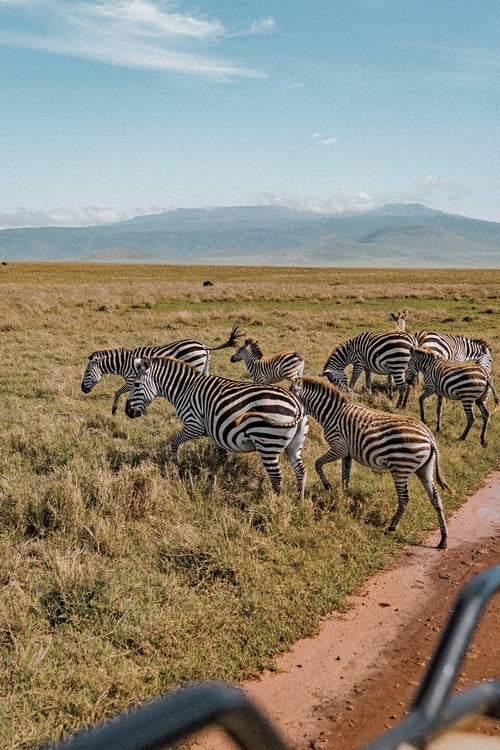 Zebras in the Ngorongoro Crater