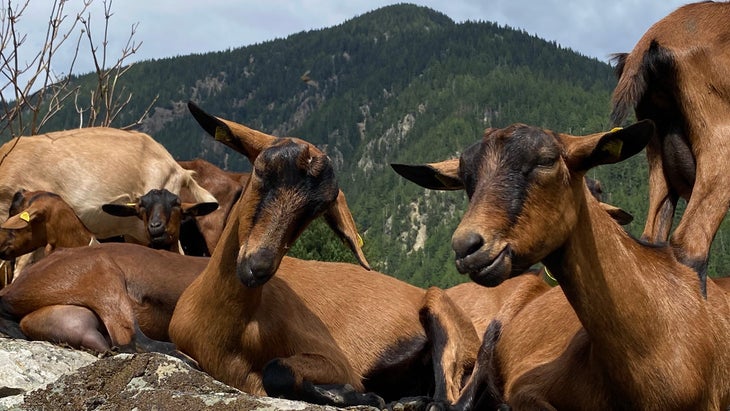goats in Alps