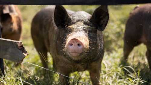 Bear Creek Farm pigs