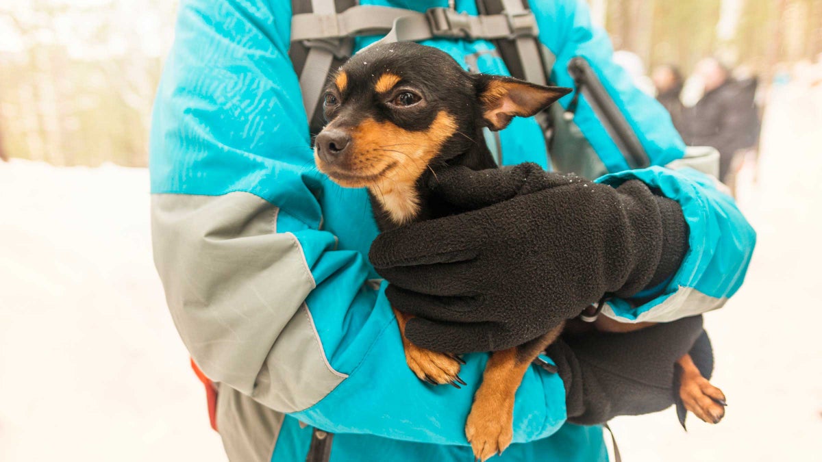 Chihuahuas Are the Best Trail Dogs鈥擧ere鈥檚 Why