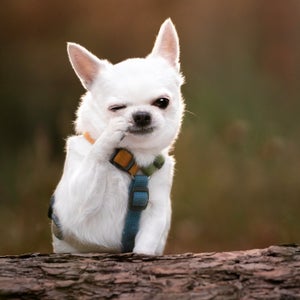 Small white dog with a funny expression on his face