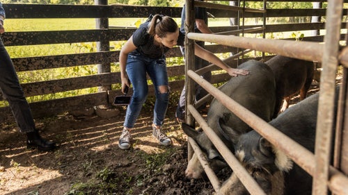 Petting the pigs in the pig pen