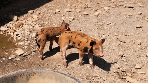 Piglets