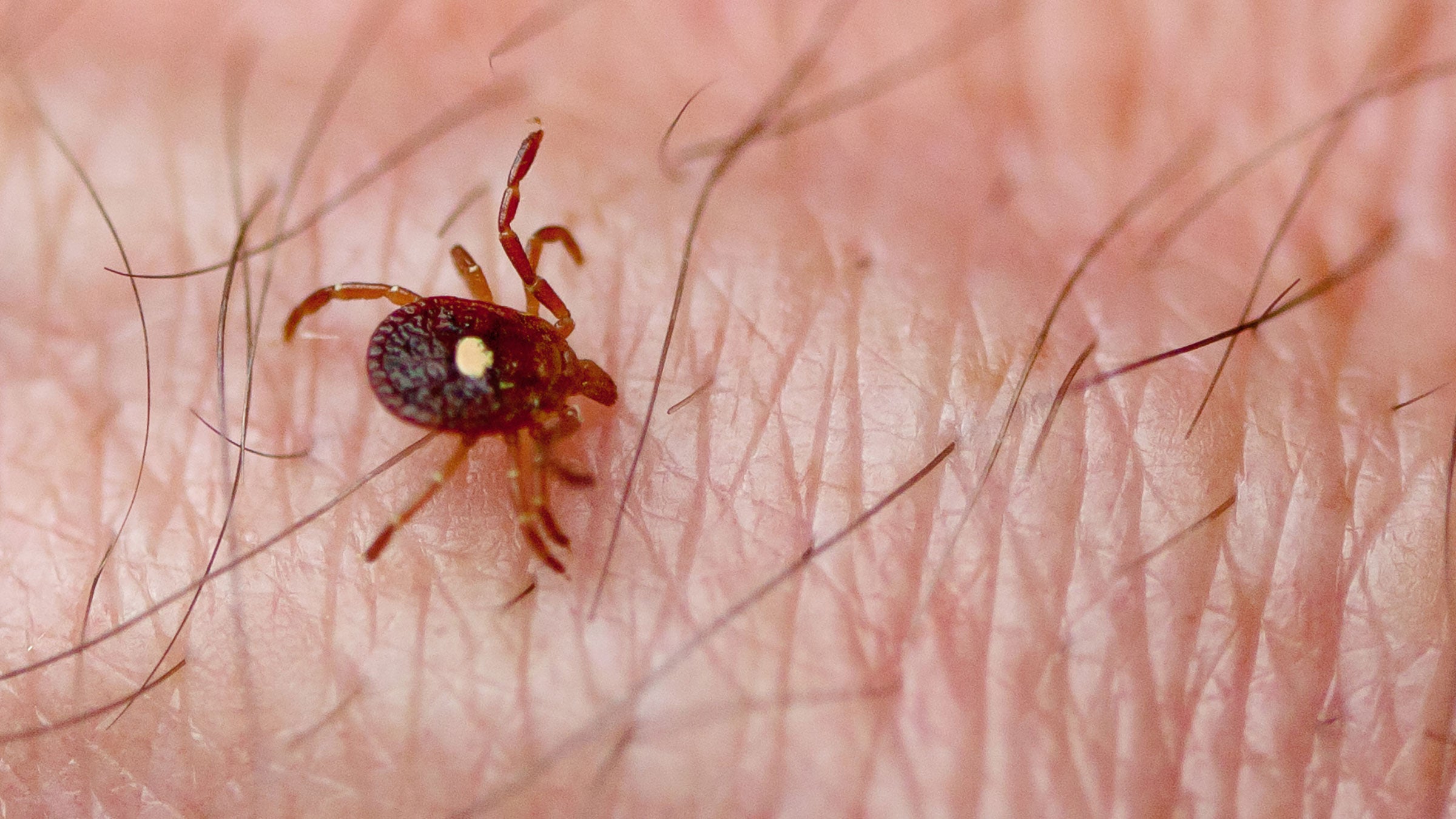 Ticks are already crawling around the backcountry. 