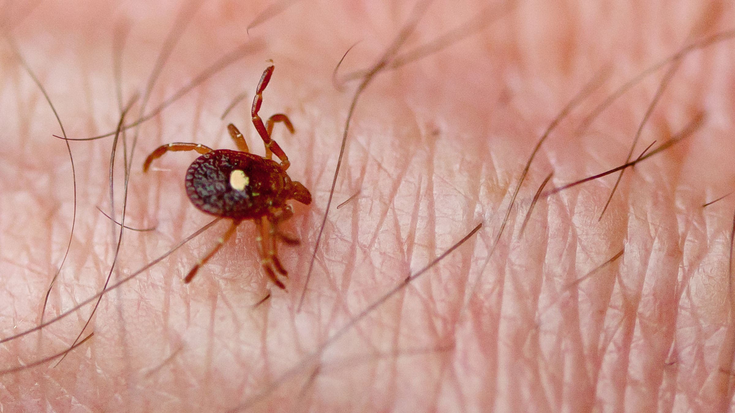 Hikers, Beware—Tick Season May Have Already Arrived