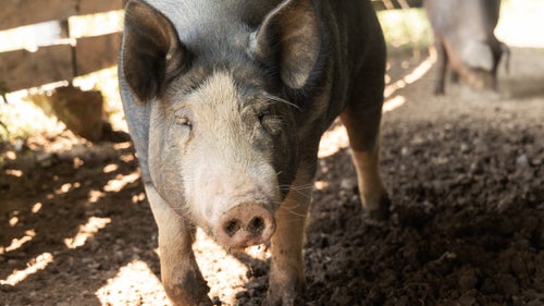 A Bear Creek Farm sow