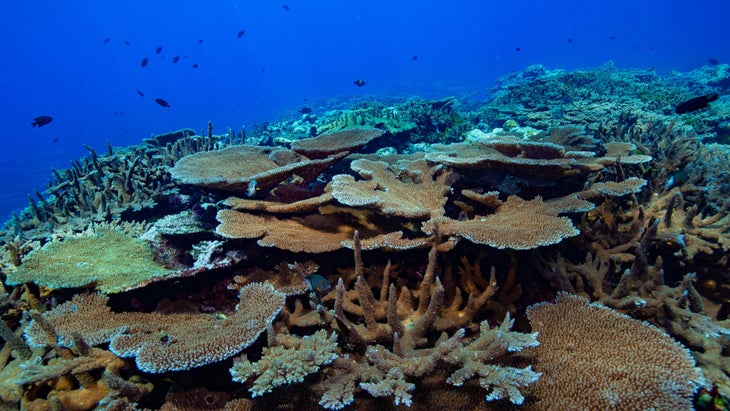 Researchers are trying to determine why coral in American Samoa have been largely resilient to increasing ocean temperatures. The answer may help save dying coral worldwide.