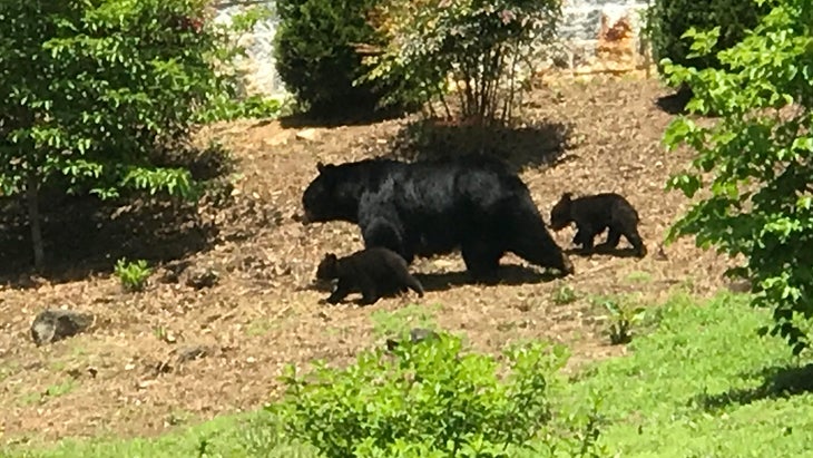 black bears