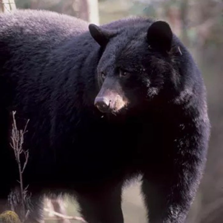 Killer Pets: The 9 Most Dangerous Animals In Pop Culture History