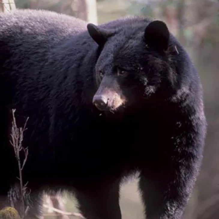 bear in the Smokies