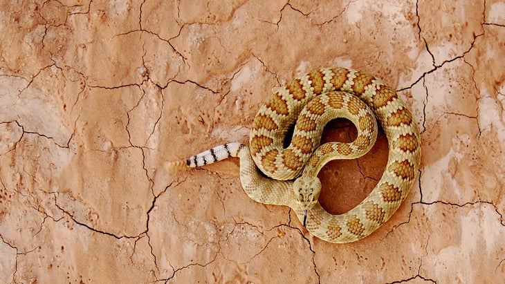 Mojave rattlesnake