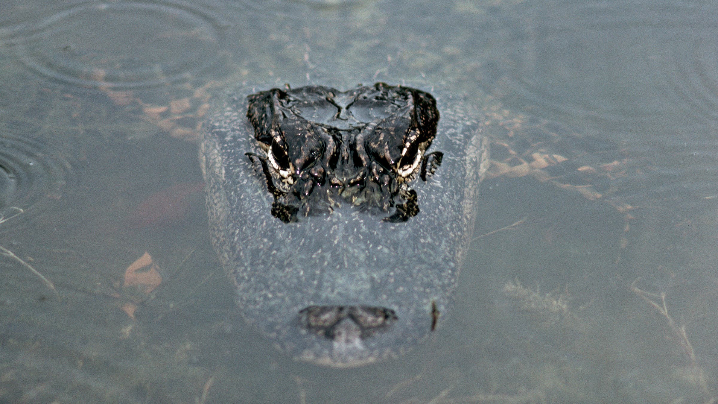 alligator